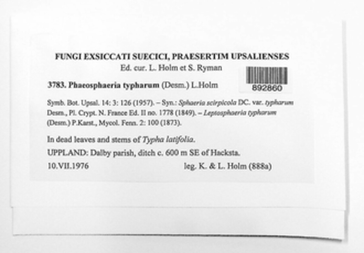 Typhicola typharum image